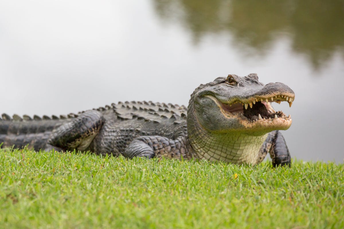 NextImg:South Carolina Woman Killed In Apparent Alligator Attack