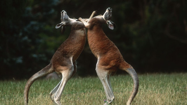 Red Kangaroos, Macropus rufus. Males fighting. Australia