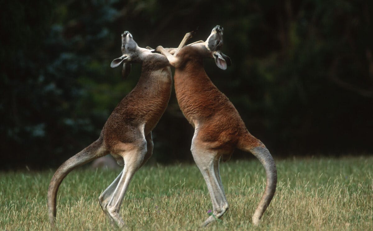 WATCH Kangaroo Goes Flying Through Metal Fence In Fight