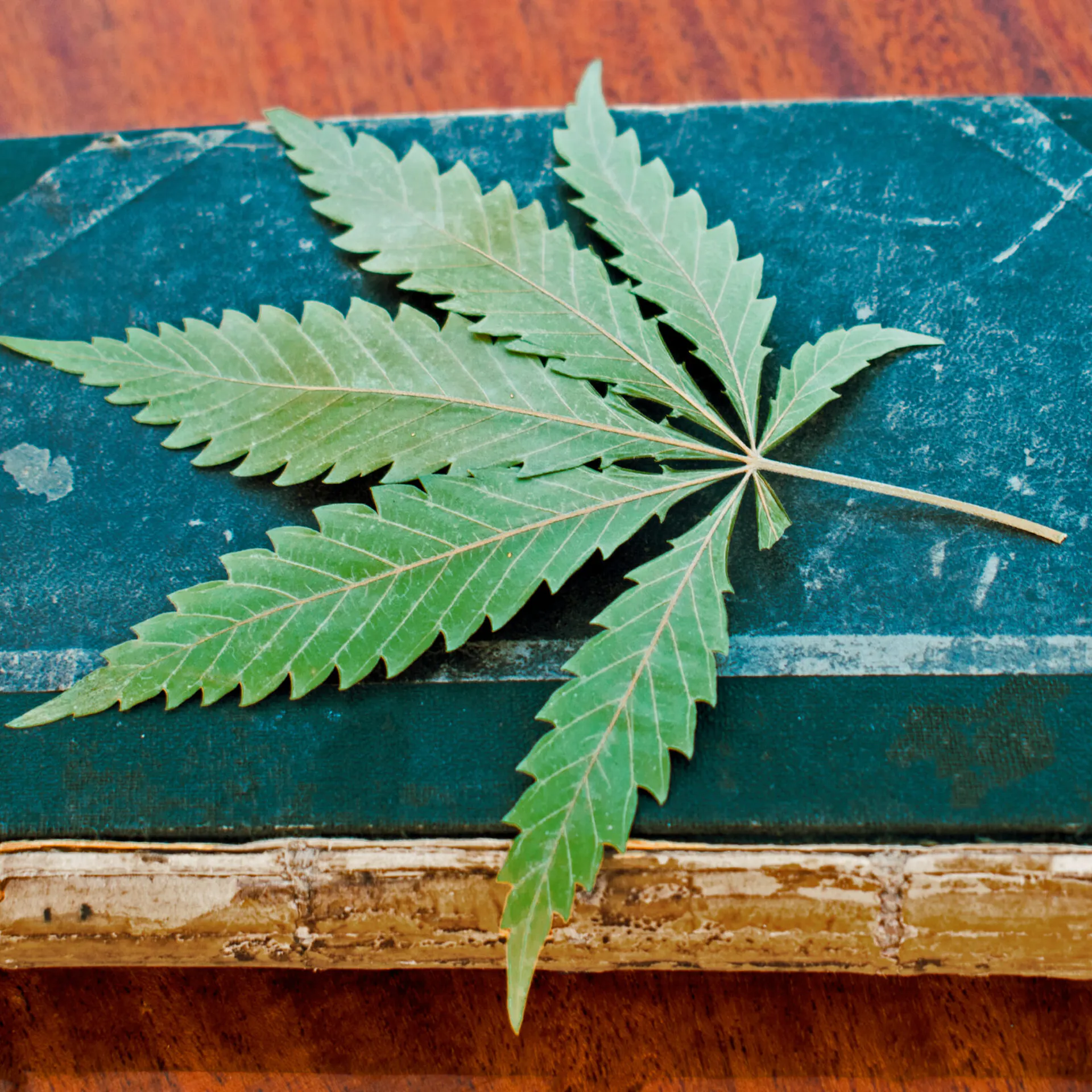 The Bible, Cannabis, And You