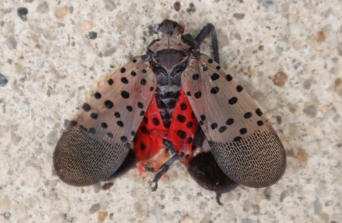 ‘Sneaky’ Spotted Lanternfly Spreading, Threatens Crops Across U.S