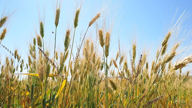 Photo taken August 19, 2013 shows wheat field near Tioga, North Dakota.