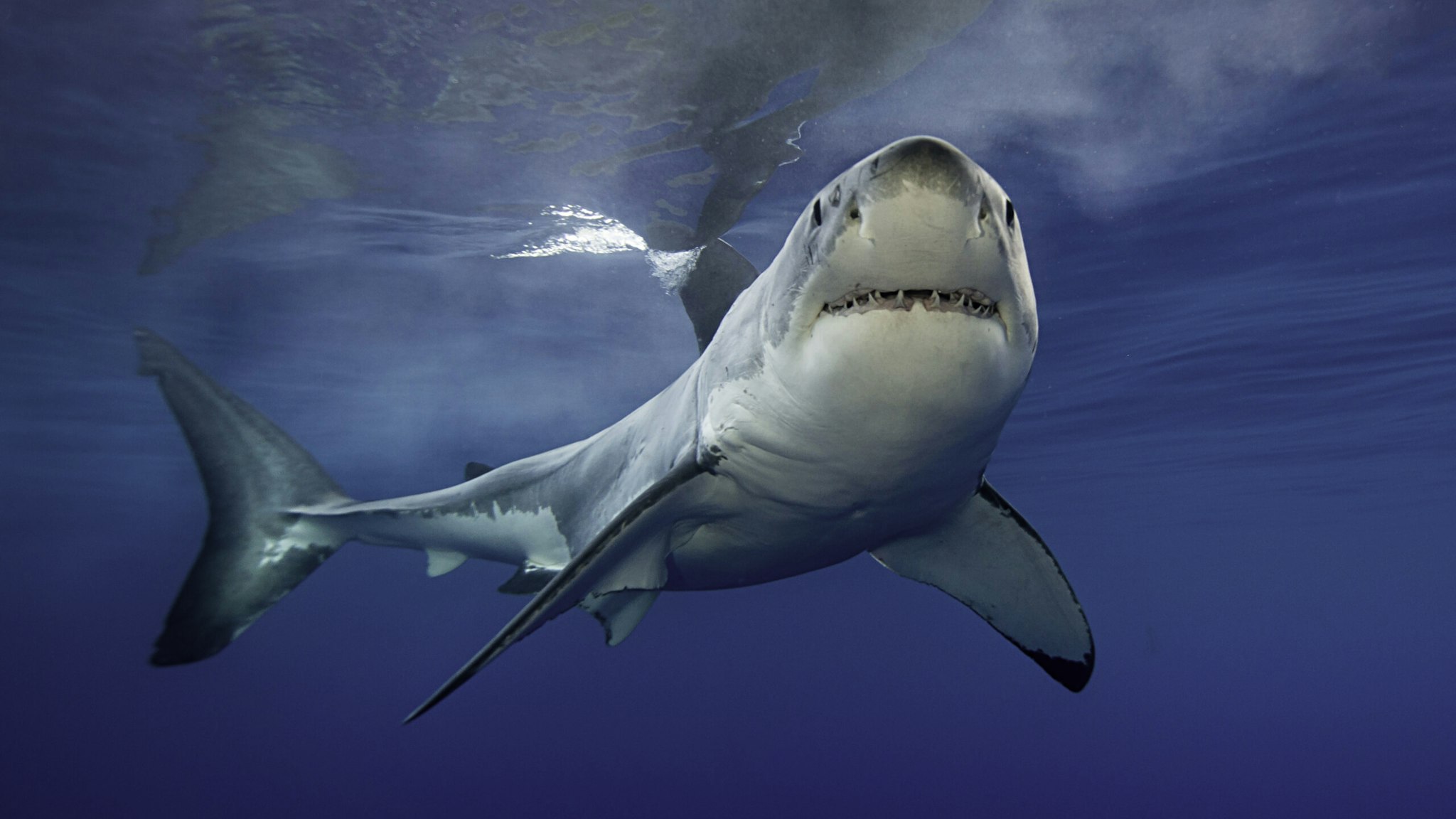 White shark/Getty Images