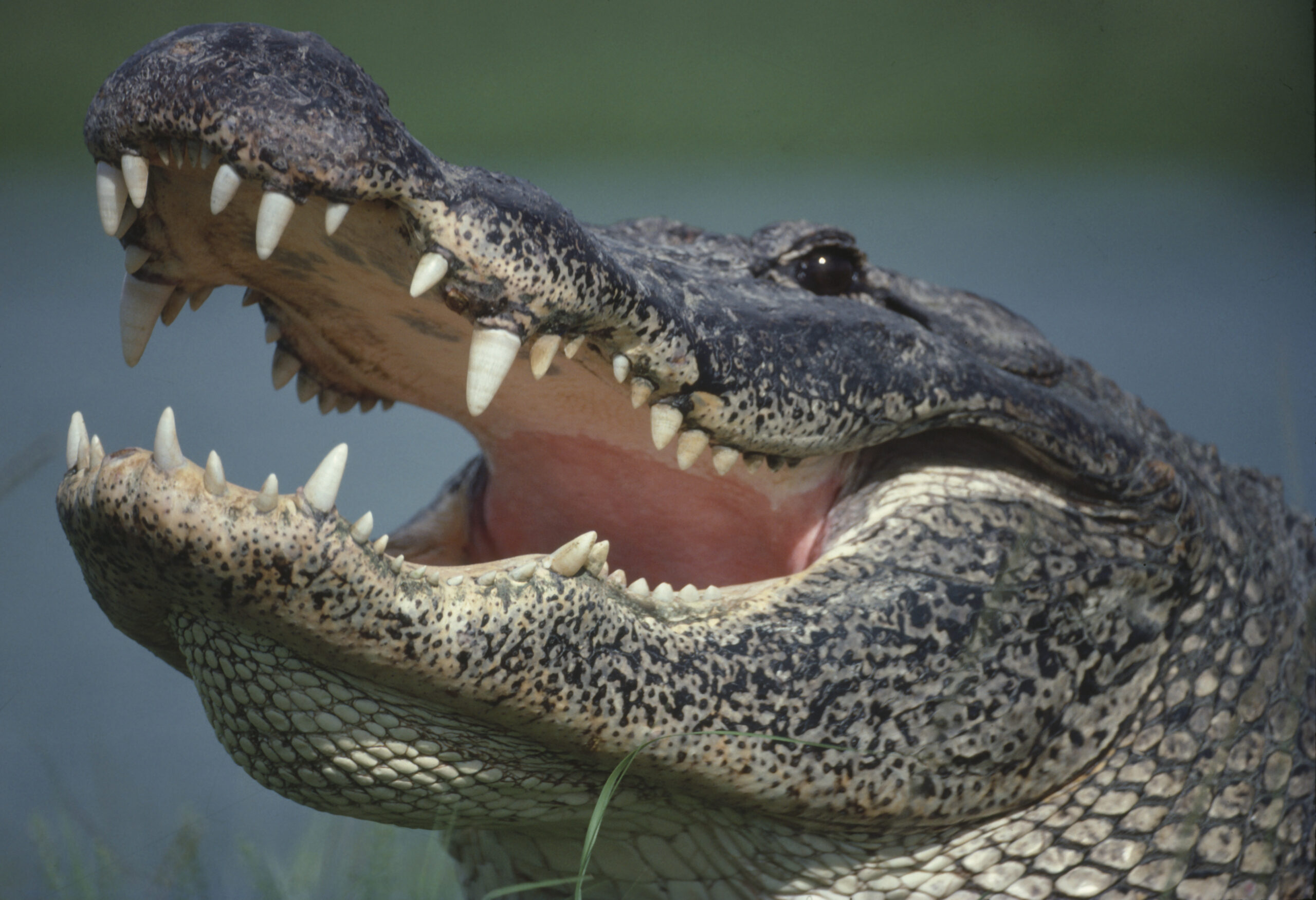Nine-Foot Gator Attacks Florida Man The Moment He Walks Out Of His Home: Report