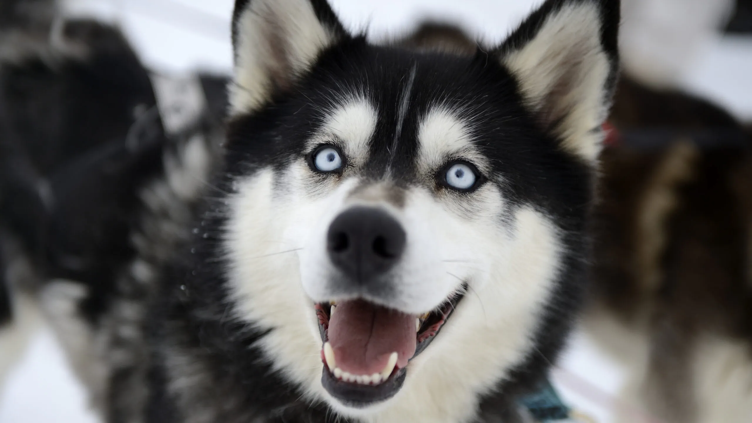 Montana Woman Shoots And Skins Dog She Mistook For Wolf