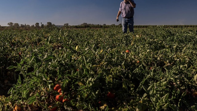 A Tomato Harvest As Supply Is Squeezed By Drought Bruce Rominger in his tomato field in Winters, California, US, on Friday, Aug. 12, 2022. Drought and water shortages are hurting processing tomato production in a region responsible for a quarter of the worlds output, with the squeeze set to exacerbate already elevated prices for tomato-based goods. Photographer: David Paul Morris/Bloomberg via Getty Images Bloomberg / Contributor