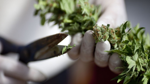 A worker trims cannabis at the growing facility of the Tikun Olam company on March 7, 2011 near the northern city of Safed, Israel.