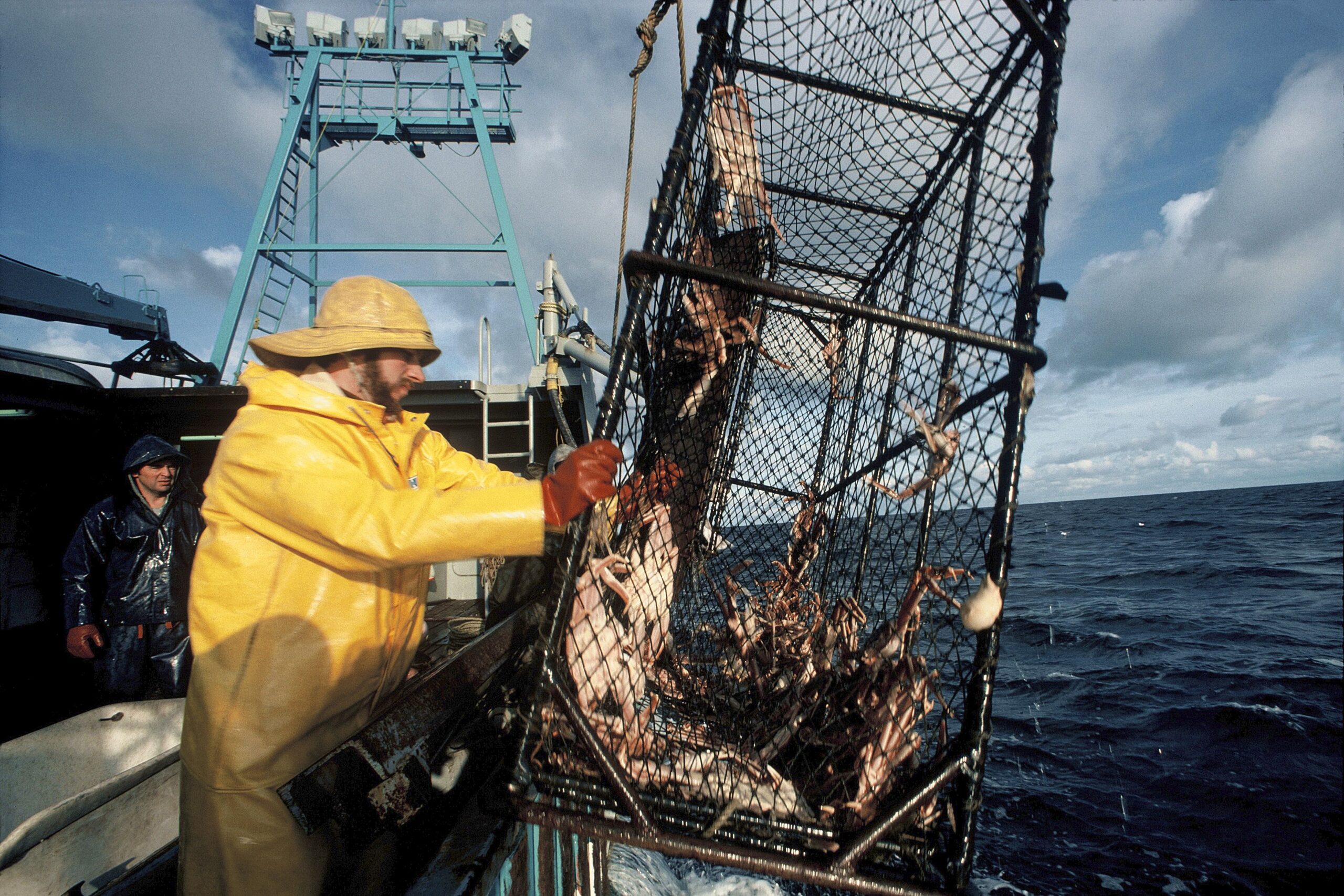 No Deadliest Catch A Billion Snow Crabs Vanish From Bering Sea And No   GettyImages 120407017 Scaled 