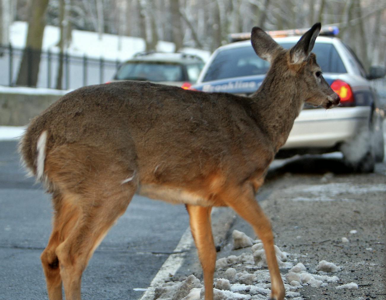 Hunter Makes History By Bagging Deer Legally … In Chicago