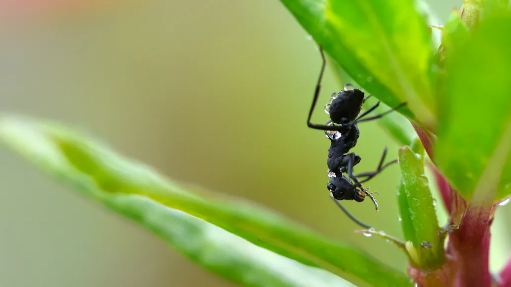 Terrifying Close Up Photograph Of An Ant’s Face Goes Viral