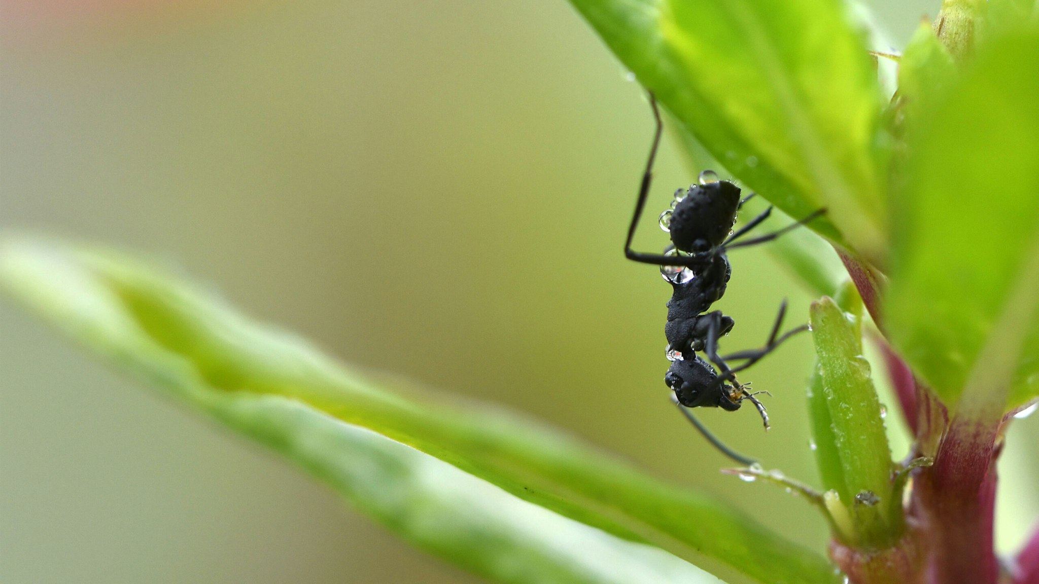 A Black garden ant eats an insect at Kirtipur, Kathmandu, Nepal on Sunday, May 09, 2021.