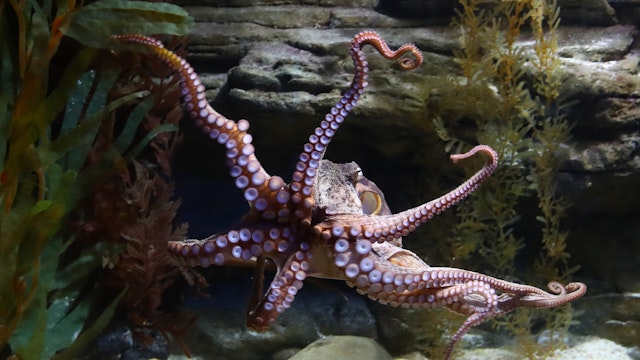 An octopus is seen on November 13, 2020 in Melbourne, Australia.