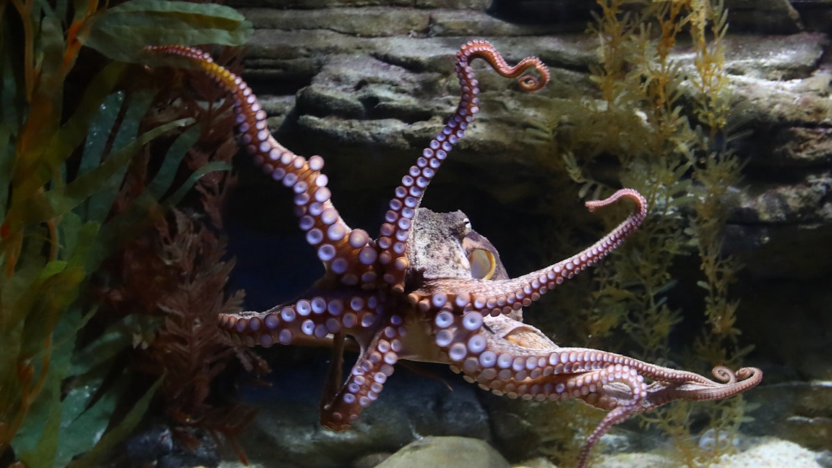 New Research Shows Octopuses Using Projectiles