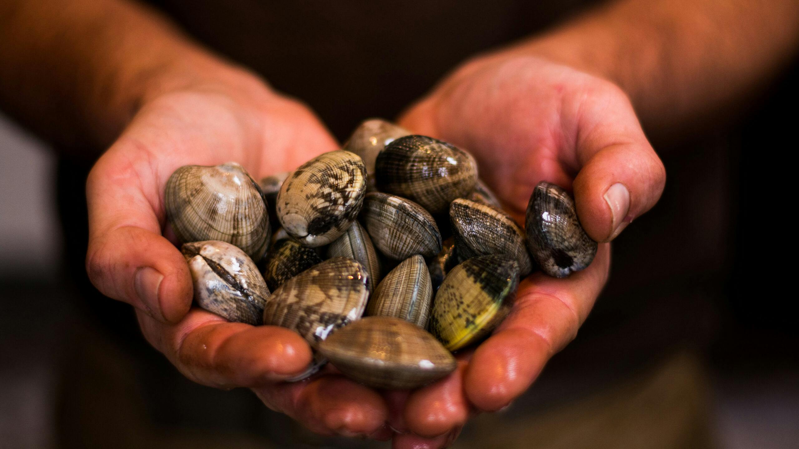 Clam Thought To Have Gone ‘Extinct’ 30,000 Years Ago Found Alive