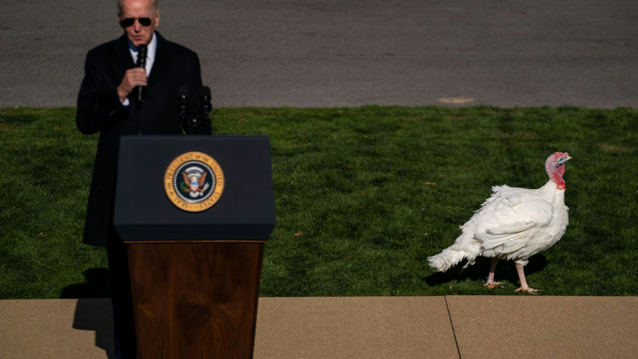 WASHINGTON, DC - NOVEMBER 21: Chip, one of the National Thanksgivng Turkeys walks behind President Joe Biden as the president speaks during the pardoning of the National Thanksgiving Turkeys on the South Lawn of the White House on Monday, Nov. 21, 2022 in Washington, DC. Chocolate and Chip were raised at Circle S. Ranch, outside of Charlotte, North Carolina, and will reside on the campus of North Carolina State University following today's ceremony.