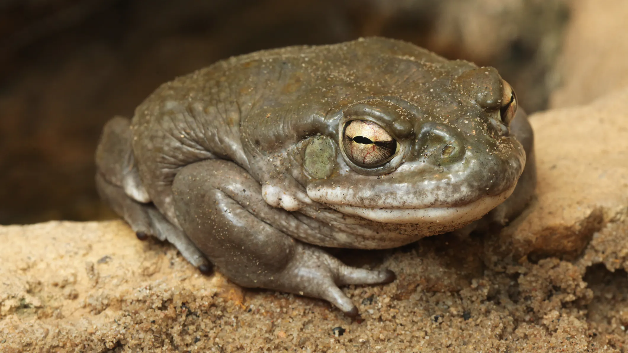Don’t Lick The Toads To Get High, National Park Service Warns