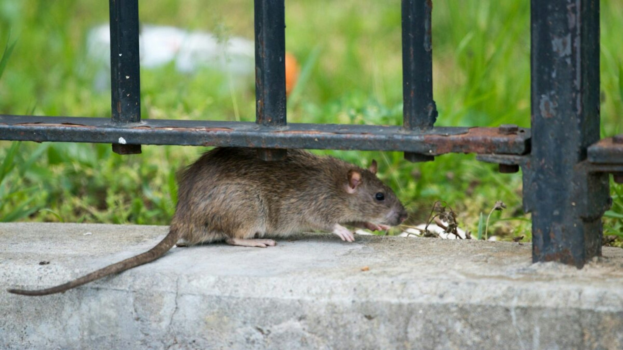 A rat is spotted outside New York City Housing Authority housing at the Farragut Houses in Brooklyn, New York.