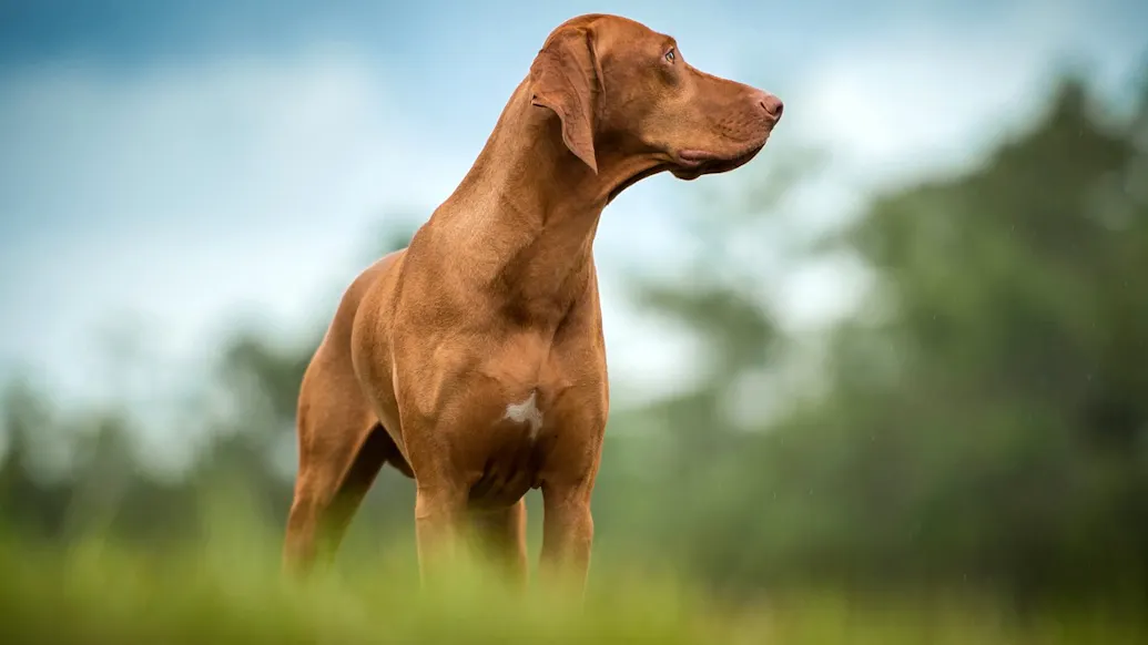 Dog Kills Owner By Stepping On Gun In Hunting Mishap: Authorities