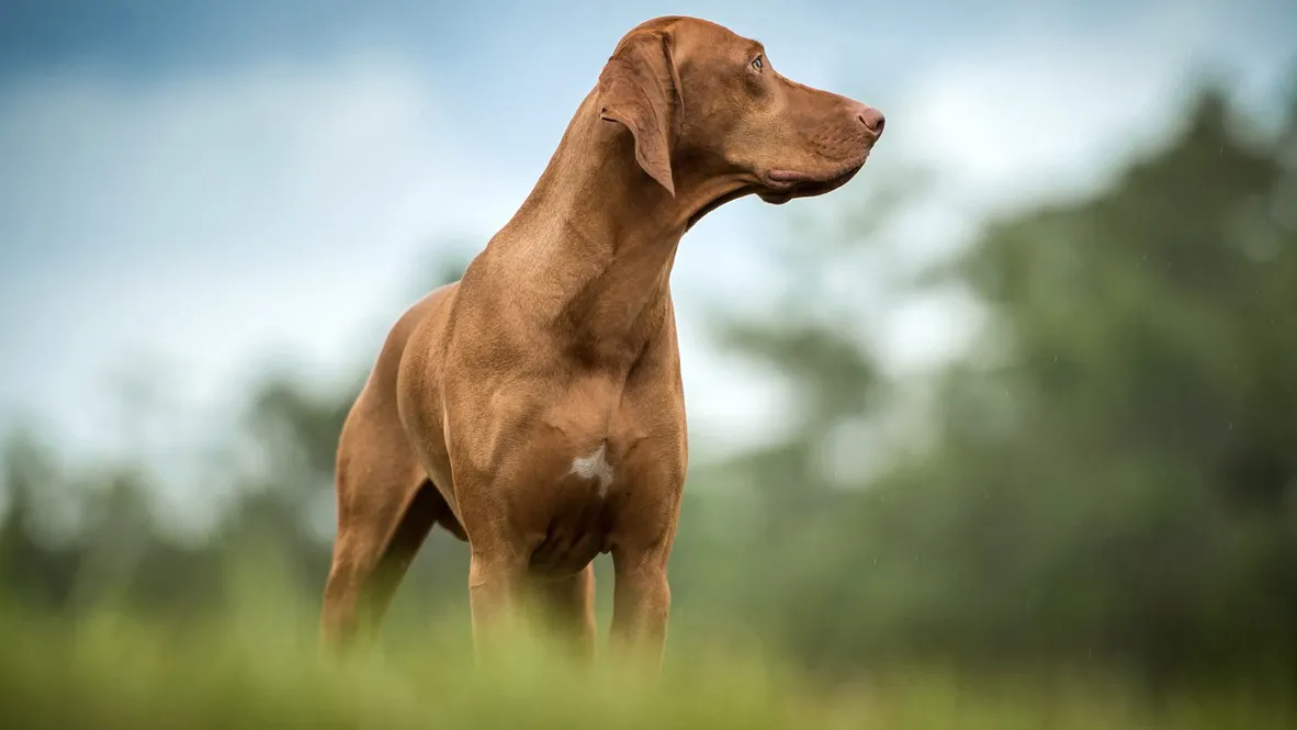 Dog Kills Owner By Stepping On Gun In Hunting Mishap: Authorities