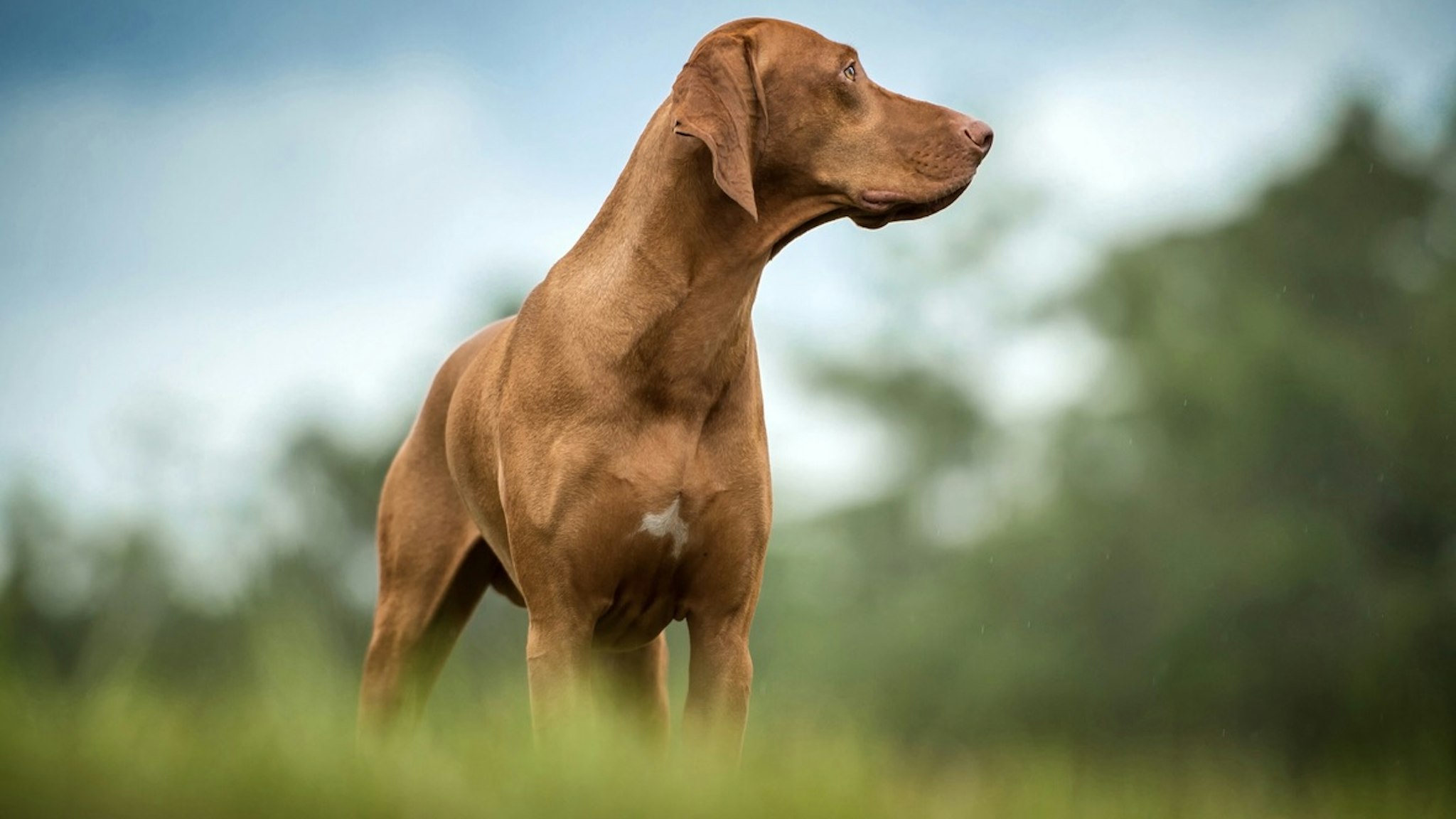 Vizsla looking to the side - stock photo A Vizsla looks off to the side while standing in a field of grass. Hillary Kladke via Getty Images