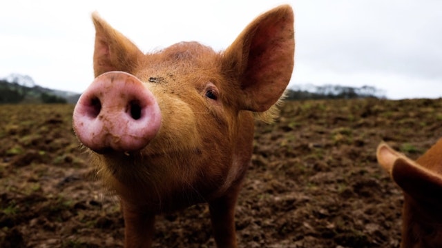 Close-Up Of Pig On Field - stock photo Vincent Jacquesson / EyeEm via Getty Images