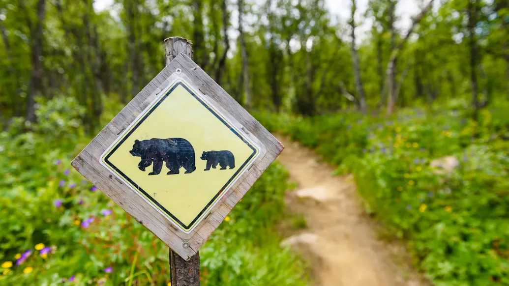 Bear Takes Around 400 Selfies On Outdoor Camera