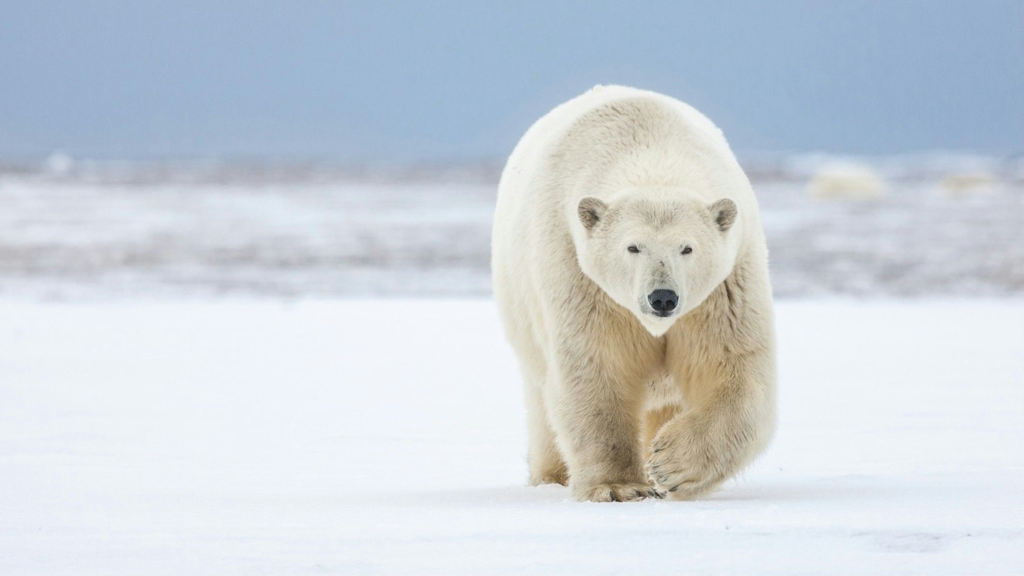 Polar bear - stock photo Arctic National Wildlife Refuge, Arctic, Alaska. Patrick J. Endres via Getty Images