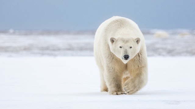 Polar bear - stock photo Arctic National Wildlife Refuge, Arctic, Alaska. Patrick J. Endres via Getty Images