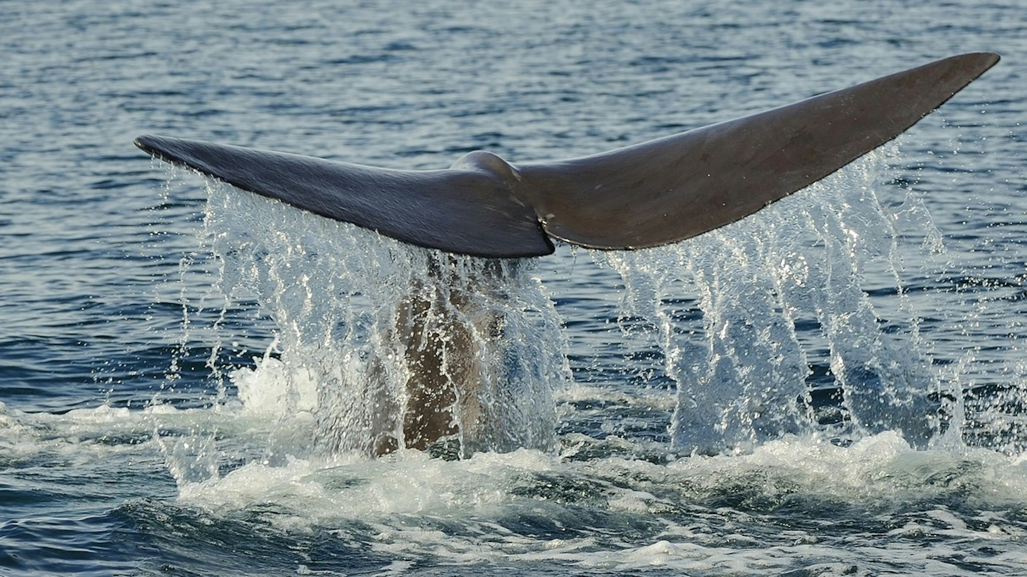 Mexico, Baja California, Diving Sperm whale - stock photo Mexico, Baja California, Diving Sperm whale Christophe Boisvieux via Getty Images