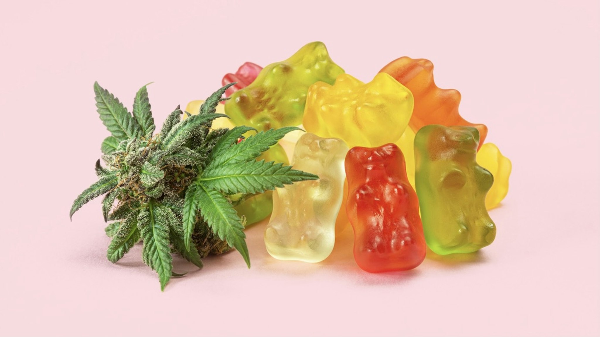 Gummy Bear Medical Marijuana Edibles (CBD or THC Candies) with Cannabis Bud Isolated on Pink Background - stock photo A pile of gummy bears made with cannabis extract next to a fresh bud or hemp flower. These medical marijuana edibles contain CBD and THC and are isolated on a pink background. viennetta via Getty Images