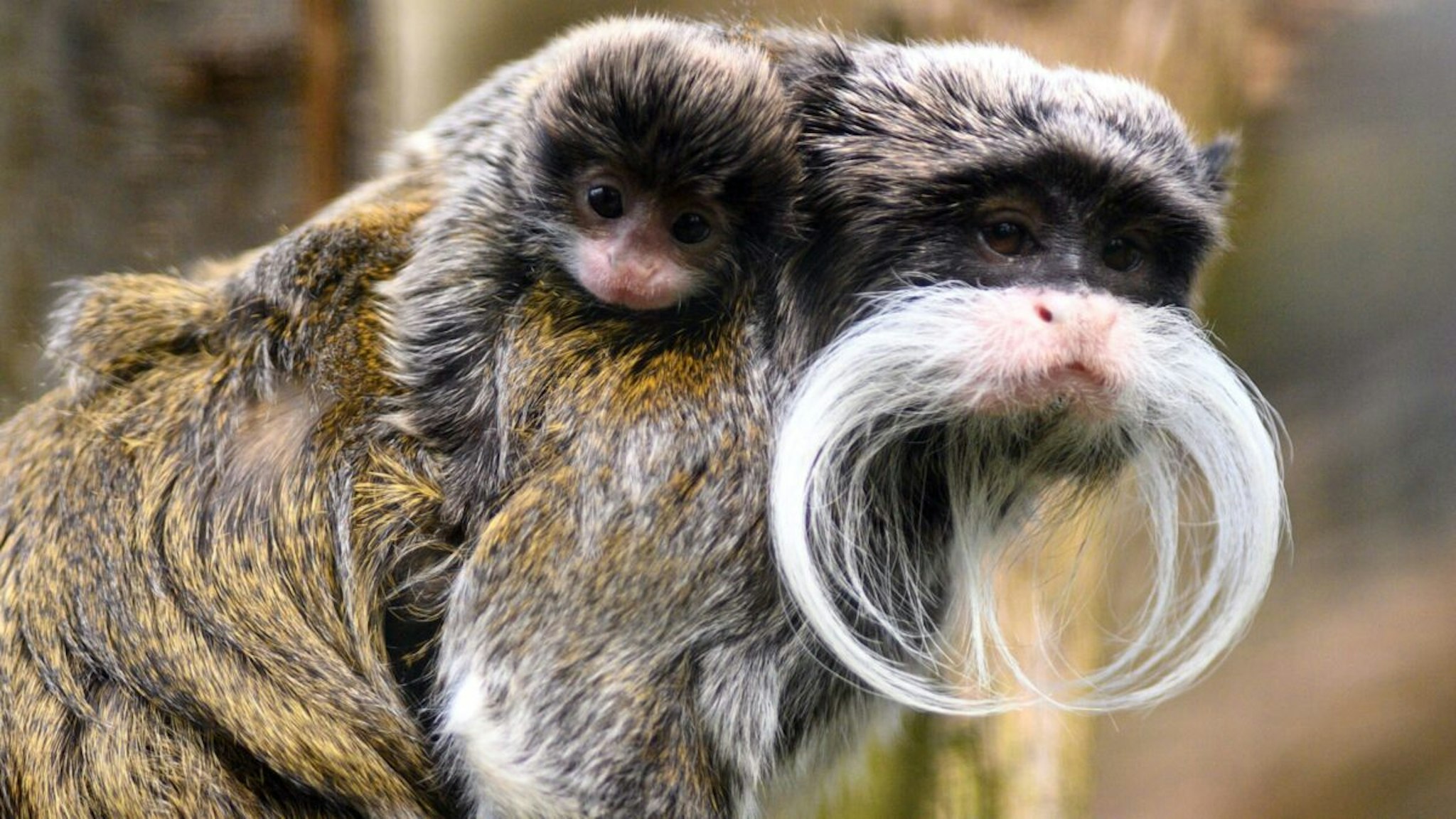 03 May 2021, Saxony-Anhalt, Magdeburg: A Caesarean tamarin cub sits on the back of an older animal in the group at Magdeburg Zoo.