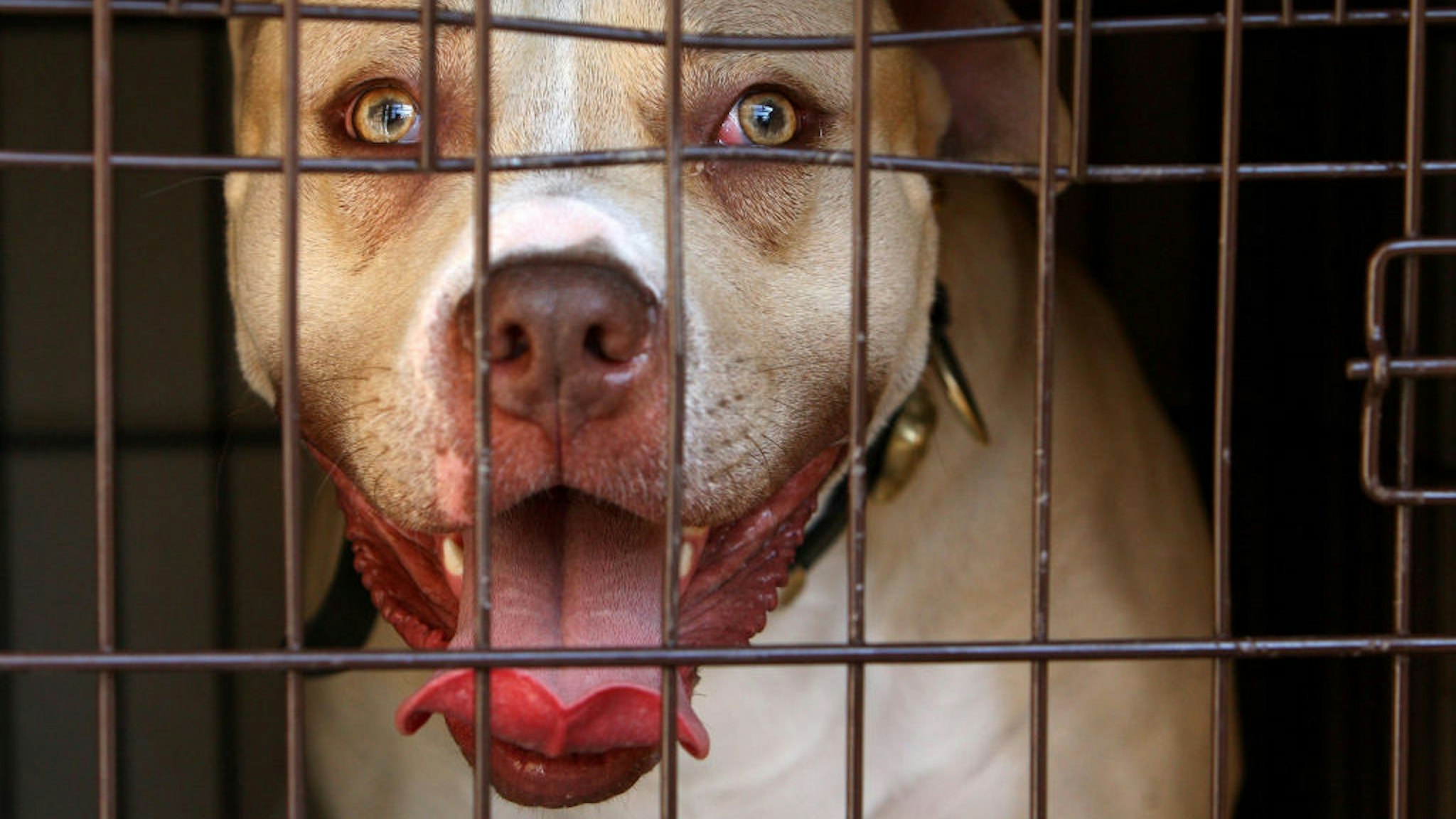 A pitbull seized during a raid on an address in Kennington, south London, as part of operation Navara, targeting dangerous dogs. (Photo by Dominic Lipinski - PA Images/PA Images via Getty Images)