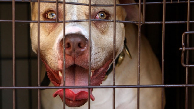 A pitbull seized during a raid on an address in Kennington, south London, as part of operation Navara, targeting dangerous dogs. (Photo by Dominic Lipinski - PA Images/PA Images via Getty Images)