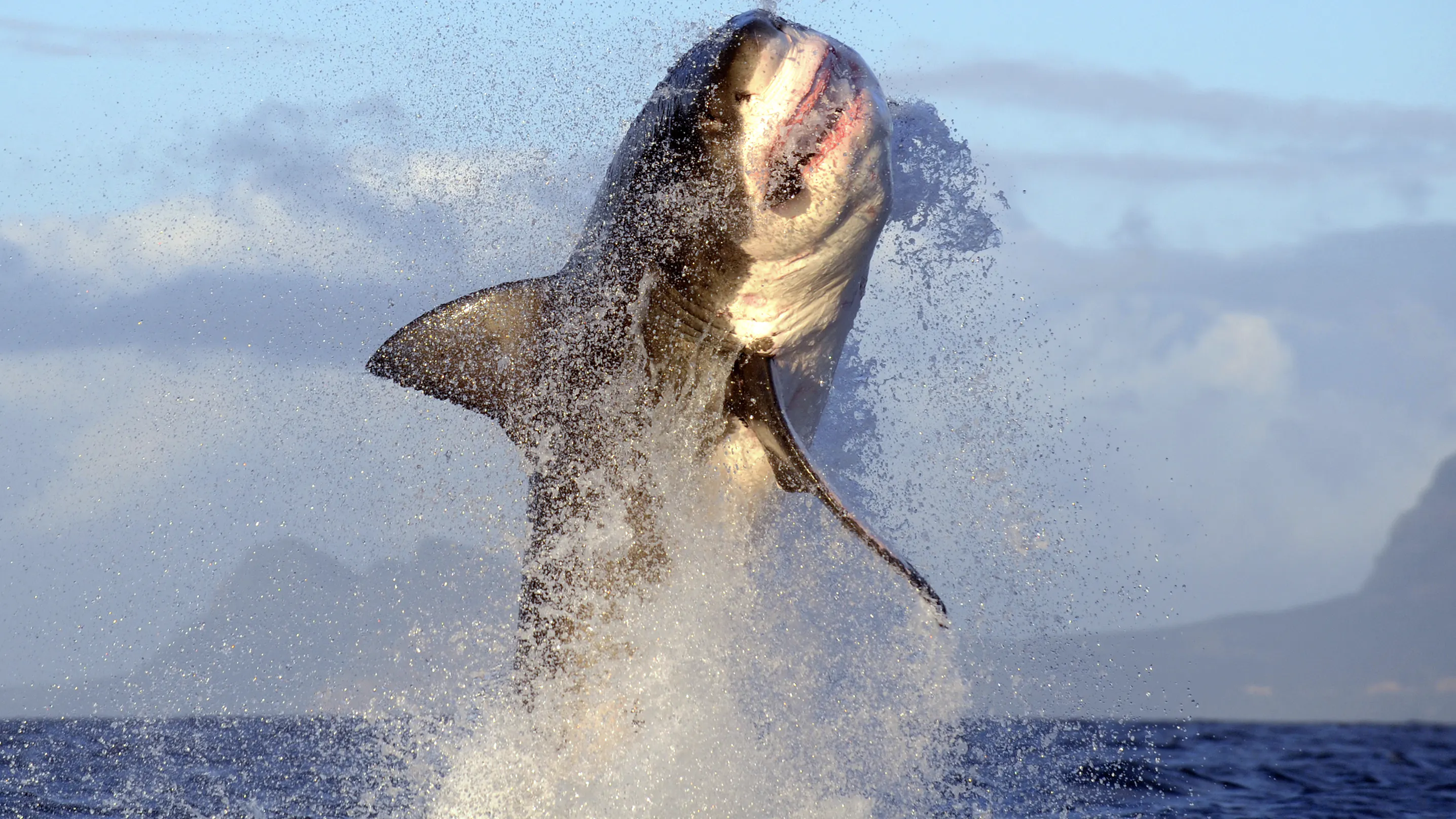 Details Of Horrifying Great White Shark Attack Emerge In Mexico: Report