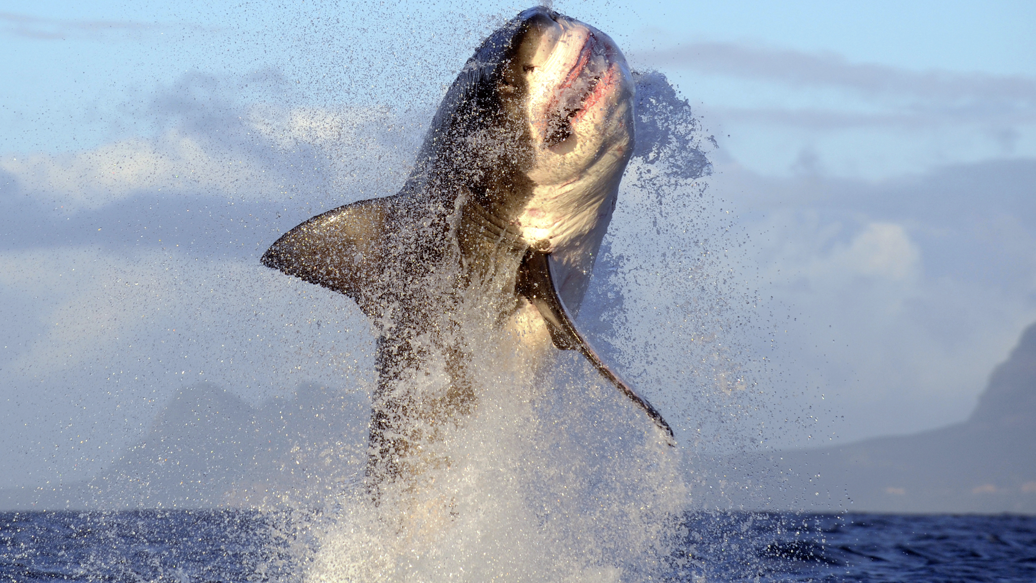 Great White Shark breaching at Seal Island, False Bay, South Africa