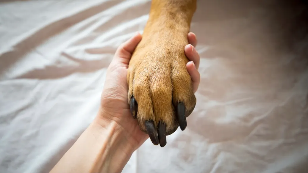 New Pup Gets Title For Oldest Dog Alive – And Oldest Dog Ever
