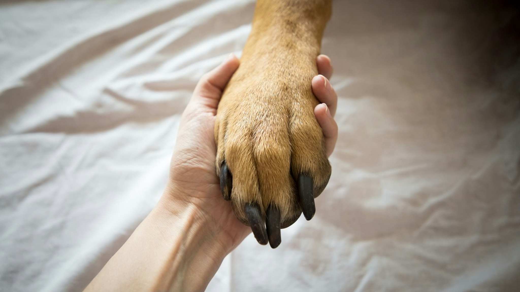 Close-Up Of Hand Holding Dog On Bed - stock photo Tatiana Dyuvbanova / EyeEm via Getty Images