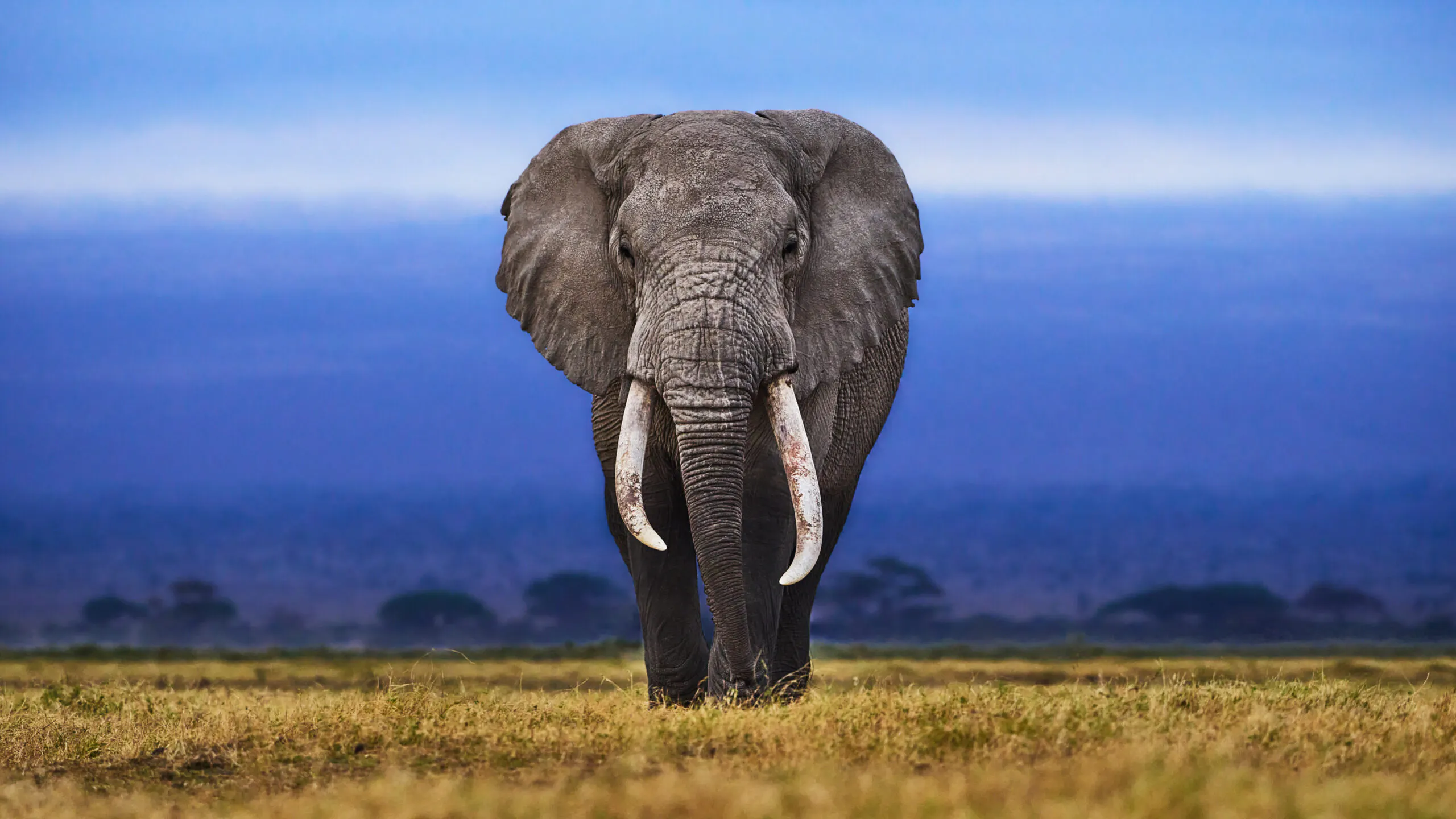 Large Groups Of Neanderthals Ate Giant Elephants, Recent Evidence Suggests