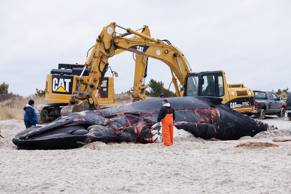 NextImg:Wind Farm Blamed For Surge In Dead Whales On U.S. Atlantic Coast | The Daily Wire