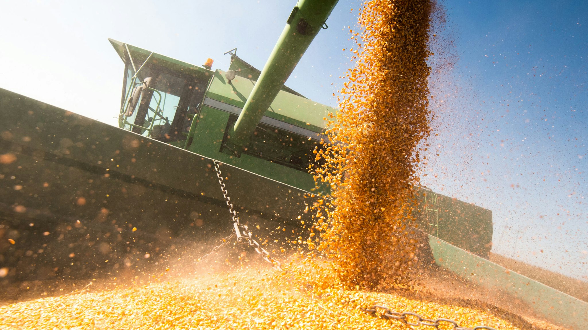 Pouring corn grain into tractor trailer after harvest at field