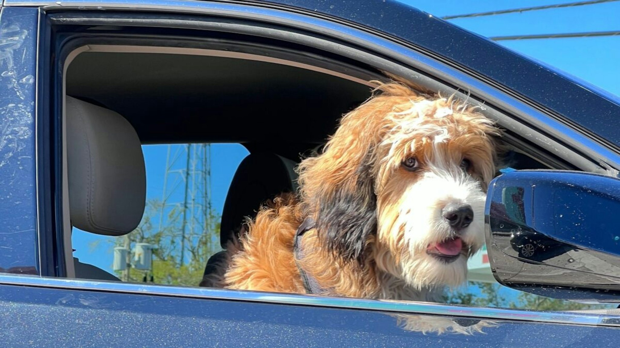 A dog looks out of the passenger side window of a car in Orlando on Feb. 13, 2023. A proposed ban on people driving with their dogs&apos; heads outside car windows has drawn a backlash.