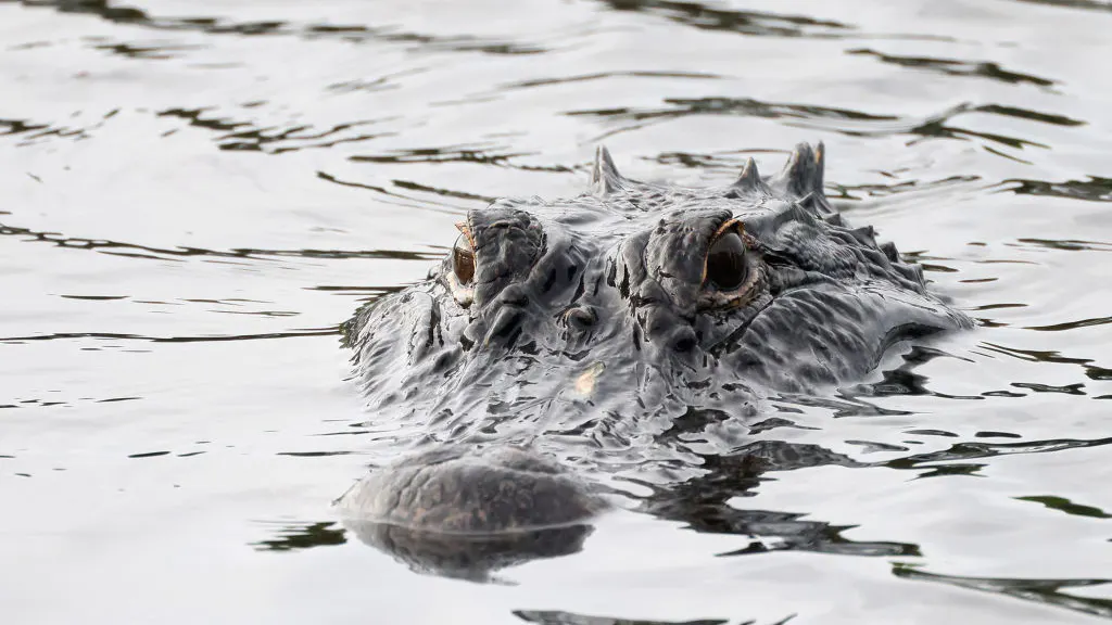 Locals Shocked As Authorities Pull 4-Foot Alligator From NYC Lake