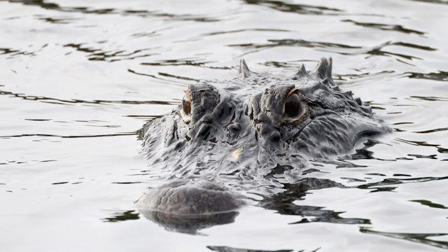 DELRAY BEACH, FLORIDA - FEBRUARY 12: An alligator swims through the Wakodahatchee Wetlands on February 12, 2023 in Delray Beach, Florida, United States. South Florida is a popular location for wildlife due to the vegetation and hot humid days. (Photo by Bruce Bennett/Getty Images)