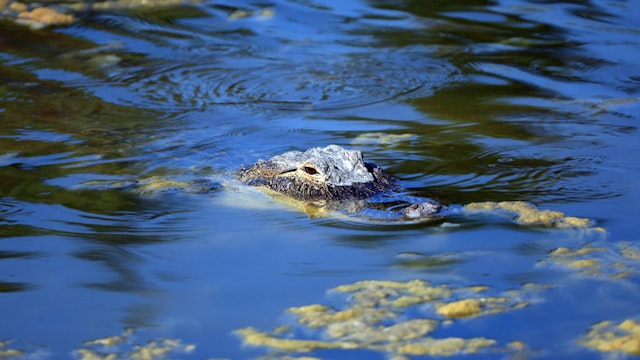 PALM BEACH GARDENS, FLORIDA - FEBRUARY 25: An alligator is seen near the 15th hole during the third round of The Honda Classic at PGA National Resort And Spa on February 25, 2023 in Palm Beach Gardens, Florida. (Photo by Sam Greenwood/Getty Images)