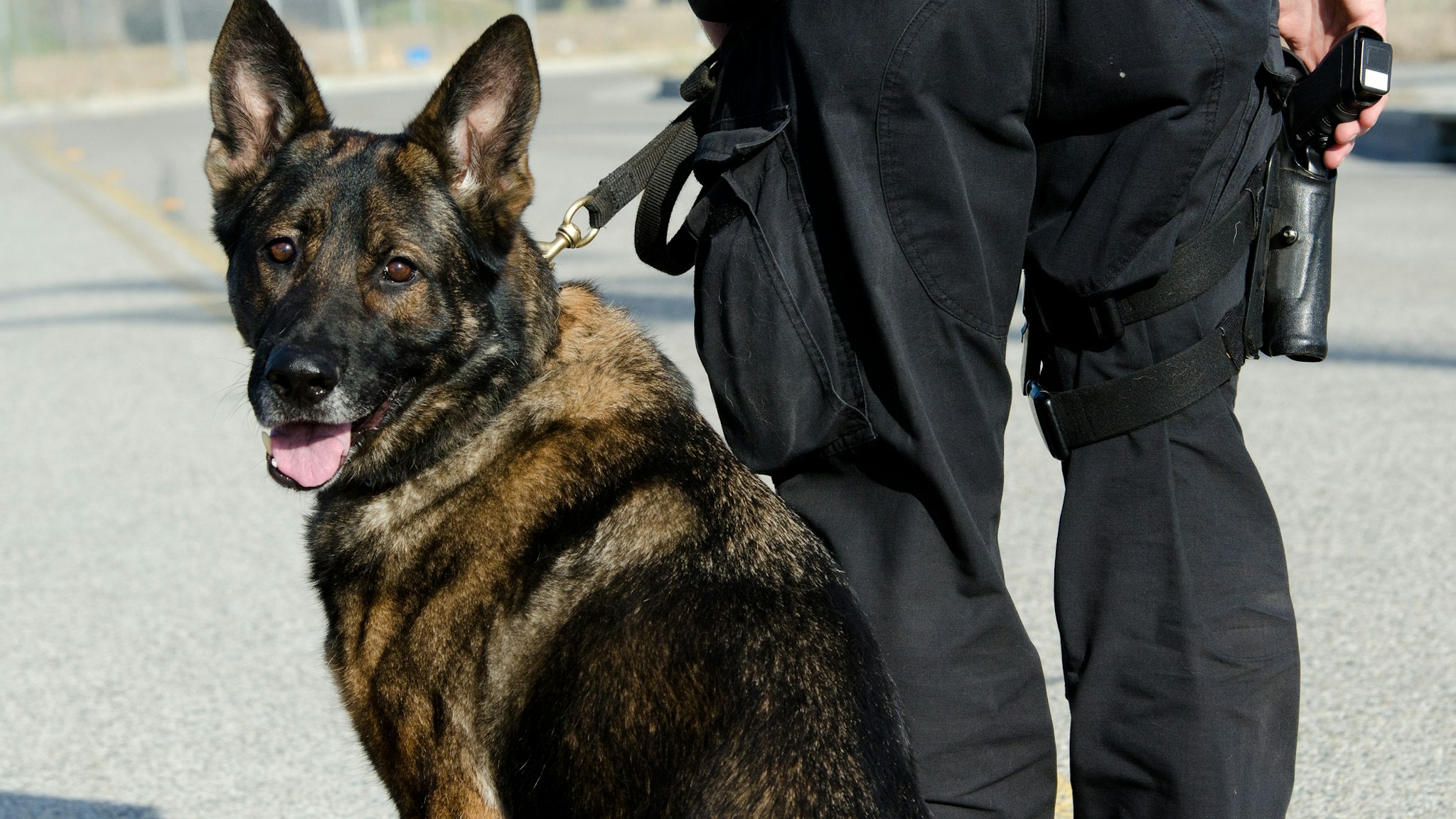 A k9 handler standing with his partner as the dog looks back.