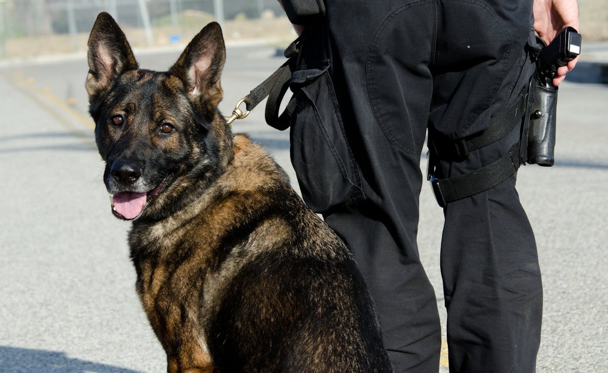 NextImg:California Democrats Move To Ban Uses Of Police K9s, Citing Racism | The Daily Wire