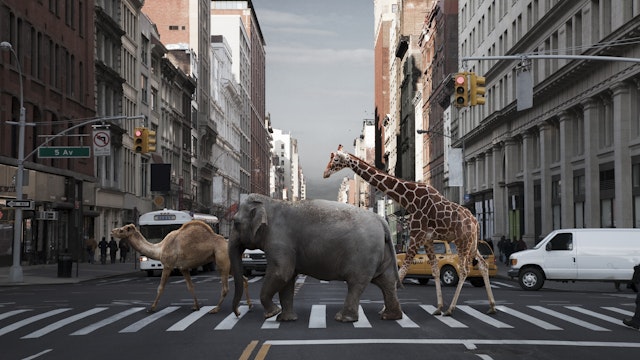 Camel, elephant and giraffe crossing city street