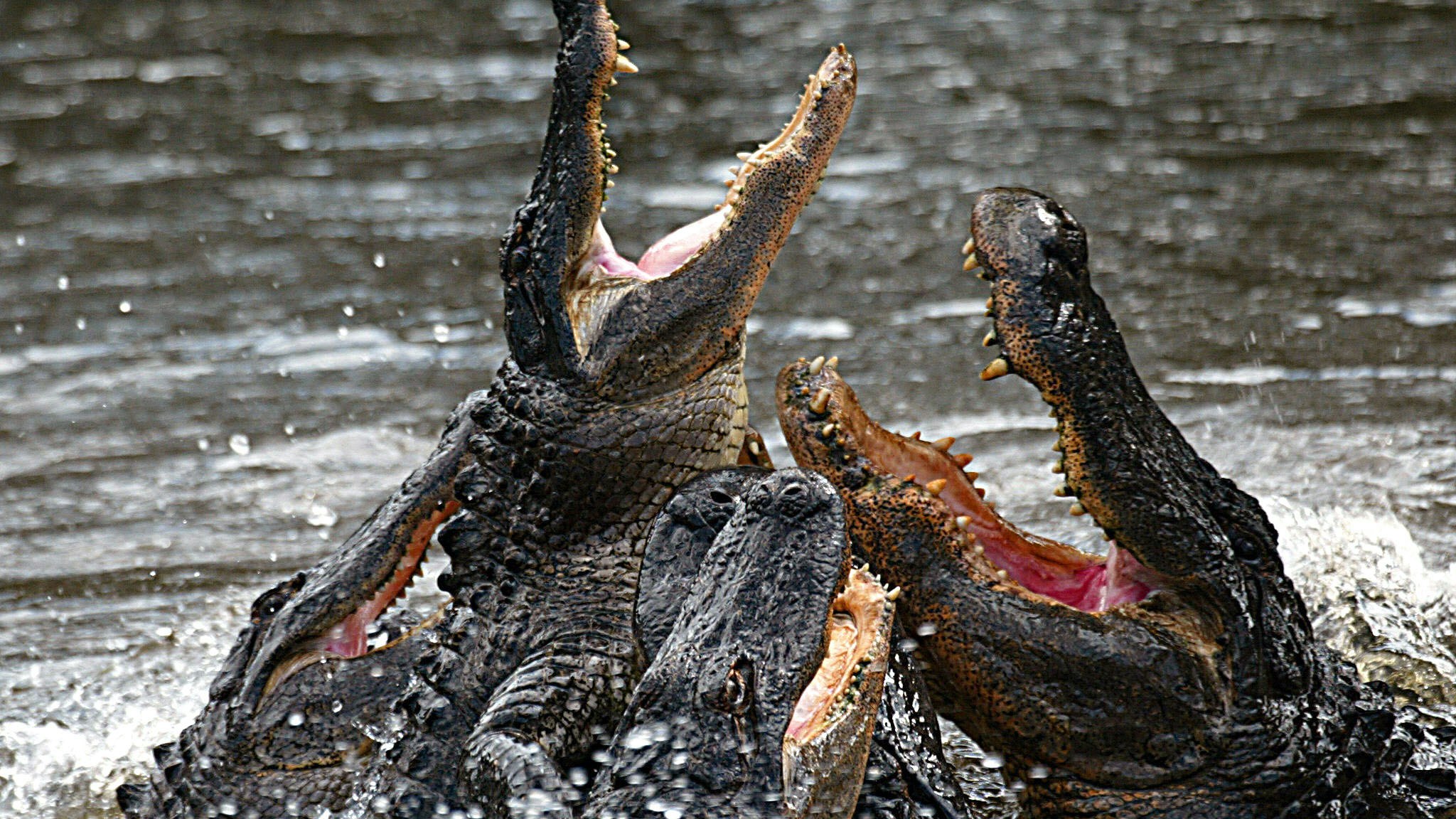 Схватка крокодилов. Миссисипский Аллигатор. Миссисипский Аллигатор охотится. Миссисипский Аллигатор рыба. Миссисипский Аллигатор против гребнистого крокодила.