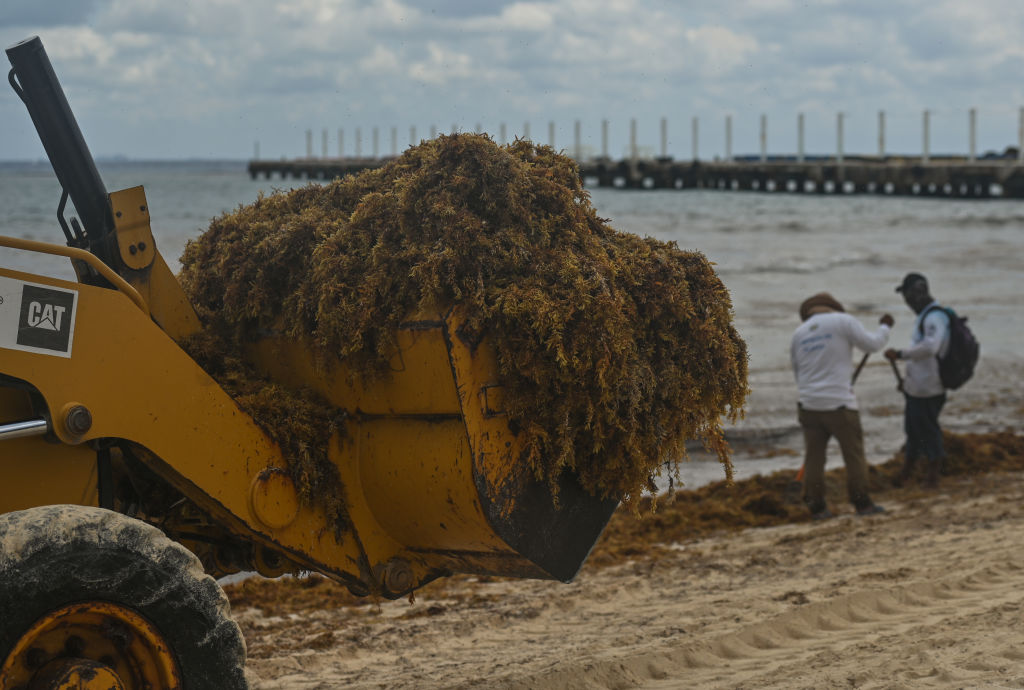 Massive Seaweed Blob Bigger Than U.S. Targets Florida