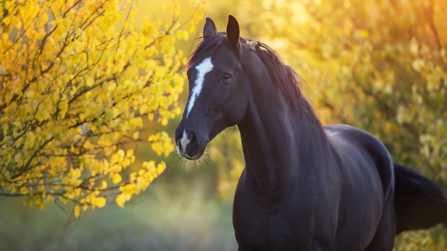 Black Stallion/Getty Images